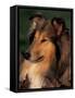 Rough Collie Portrait-Adriano Bacchella-Framed Stretched Canvas