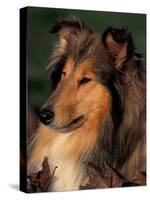 Rough Collie Portrait-Adriano Bacchella-Stretched Canvas