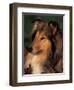 Rough Collie Portrait-Adriano Bacchella-Framed Premium Photographic Print