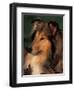 Rough Collie Portrait-Adriano Bacchella-Framed Premium Photographic Print