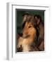 Rough Collie Portrait-Adriano Bacchella-Framed Premium Photographic Print