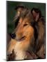 Rough Collie Portrait-Adriano Bacchella-Mounted Premium Photographic Print