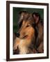 Rough Collie Portrait-Adriano Bacchella-Framed Photographic Print