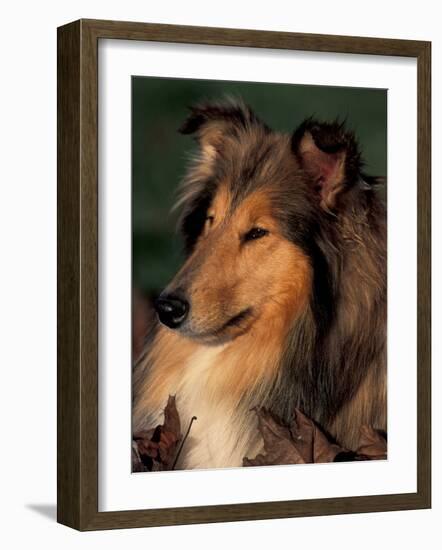 Rough Collie Portrait-Adriano Bacchella-Framed Photographic Print