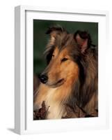 Rough Collie Portrait-Adriano Bacchella-Framed Photographic Print