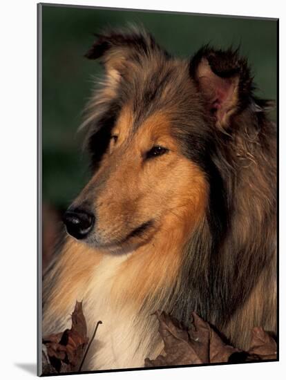 Rough Collie Portrait-Adriano Bacchella-Mounted Photographic Print