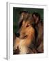 Rough Collie Portrait-Adriano Bacchella-Framed Photographic Print