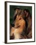 Rough Collie Portrait-Adriano Bacchella-Framed Photographic Print