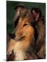 Rough Collie Portrait-Adriano Bacchella-Mounted Photographic Print