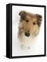 Rough Collie Puppy, 14 Weeks, Looking Up-Mark Taylor-Framed Stretched Canvas