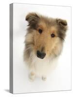 Rough Collie Puppy, 14 Weeks, Looking Up-Mark Taylor-Stretched Canvas