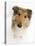 Rough Collie Puppy, 14 Weeks, Looking Up-Mark Taylor-Stretched Canvas