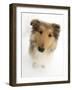 Rough Collie Puppy, 14 Weeks, Looking Up-Mark Taylor-Framed Photographic Print