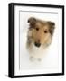 Rough Collie Puppy, 14 Weeks, Looking Up-Mark Taylor-Framed Photographic Print