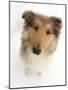 Rough Collie Puppy, 14 Weeks, Looking Up-Mark Taylor-Mounted Photographic Print