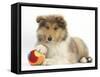 Rough Collie Puppy, 14 Weeks, with a Soft Ball Toy-Mark Taylor-Framed Stretched Canvas