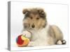 Rough Collie Puppy, 14 Weeks, with a Soft Ball Toy-Mark Taylor-Stretched Canvas