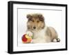 Rough Collie Puppy, 14 Weeks, with a Soft Ball Toy-Mark Taylor-Framed Photographic Print