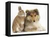 Rough Collie Puppy, 14 Weeks, with Sandy Netherland Dwarf-Cross Rabbit-Mark Taylor-Framed Stretched Canvas