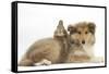 Rough Collie Puppy, 14 Weeks, with Sandy Netherland Dwarf-Cross Rabbit-Mark Taylor-Framed Stretched Canvas