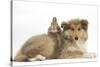 Rough Collie Puppy, 14 Weeks, with Sandy Netherland Dwarf-Cross Rabbit-Mark Taylor-Stretched Canvas