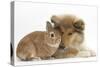 Rough Collie Puppy, 14 Weeks, with Sandy Netherland Dwarf-Cross Rabbit-Mark Taylor-Stretched Canvas
