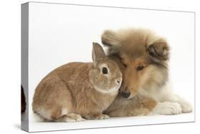 Rough Collie Puppy, 14 Weeks, with Sandy Netherland Dwarf-Cross Rabbit-Mark Taylor-Stretched Canvas
