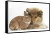 Rough Collie Puppy, 14 Weeks, with Sandy Netherland Dwarf-Cross Rabbit-Mark Taylor-Framed Stretched Canvas