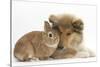 Rough Collie Puppy, 14 Weeks, with Sandy Netherland Dwarf-Cross Rabbit-Mark Taylor-Stretched Canvas