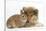 Rough Collie Puppy, 14 Weeks, with Sandy Netherland Dwarf-Cross Rabbit-Mark Taylor-Stretched Canvas