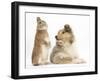 Rough Collie Puppy, 14 Weeks, with Sandy Netherland Dwarf-Cross Rabbit-Mark Taylor-Framed Photographic Print