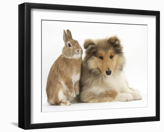 Rough Collie Puppy, 14 Weeks, with Sandy Netherland Dwarf-Cross Rabbit-Mark Taylor-Framed Photographic Print