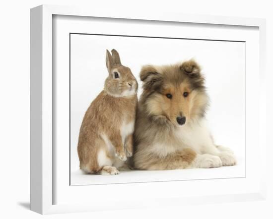 Rough Collie Puppy, 14 Weeks, with Sandy Netherland Dwarf-Cross Rabbit-Mark Taylor-Framed Photographic Print