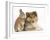 Rough Collie Puppy, 14 Weeks, with Sandy Netherland Dwarf-Cross Rabbit-Mark Taylor-Framed Photographic Print