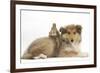 Rough Collie Puppy, 14 Weeks, with Sandy Netherland Dwarf-Cross Rabbit-Mark Taylor-Framed Photographic Print