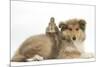 Rough Collie Puppy, 14 Weeks, with Sandy Netherland Dwarf-Cross Rabbit-Mark Taylor-Mounted Photographic Print