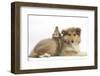 Rough Collie Puppy, 14 Weeks, with Sandy Netherland Dwarf-Cross Rabbit-Mark Taylor-Framed Photographic Print