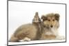 Rough Collie Puppy, 14 Weeks, with Sandy Netherland Dwarf-Cross Rabbit-Mark Taylor-Mounted Photographic Print