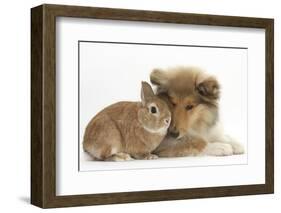 Rough Collie Puppy, 14 Weeks, with Sandy Netherland Dwarf-Cross Rabbit-Mark Taylor-Framed Photographic Print