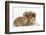 Rough Collie Puppy, 14 Weeks, with Sandy Netherland Dwarf-Cross Rabbit-Mark Taylor-Framed Photographic Print