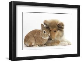 Rough Collie Puppy, 14 Weeks, with Sandy Netherland Dwarf-Cross Rabbit-Mark Taylor-Framed Photographic Print