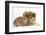 Rough Collie Puppy, 14 Weeks, with Sandy Netherland Dwarf-Cross Rabbit-Mark Taylor-Framed Photographic Print