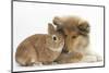 Rough Collie Puppy, 14 Weeks, with Sandy Netherland Dwarf-Cross Rabbit-Mark Taylor-Mounted Photographic Print