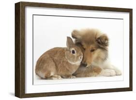 Rough Collie Puppy, 14 Weeks, with Sandy Netherland Dwarf-Cross Rabbit-Mark Taylor-Framed Photographic Print