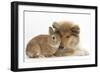 Rough Collie Puppy, 14 Weeks, with Sandy Netherland Dwarf-Cross Rabbit-Mark Taylor-Framed Photographic Print