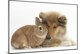 Rough Collie Puppy, 14 Weeks, with Sandy Netherland Dwarf-Cross Rabbit-Mark Taylor-Mounted Photographic Print