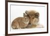 Rough Collie Puppy, 14 Weeks, with Sandy Netherland Dwarf-Cross Rabbit-Mark Taylor-Framed Photographic Print