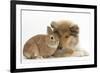 Rough Collie Puppy, 14 Weeks, with Sandy Netherland Dwarf-Cross Rabbit-Mark Taylor-Framed Photographic Print