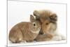 Rough Collie Puppy, 14 Weeks, with Sandy Netherland Dwarf-Cross Rabbit-Mark Taylor-Mounted Photographic Print