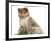 Rough Collie Puppy, 14 Weeks, with Three Young Rabbits-Mark Taylor-Framed Photographic Print